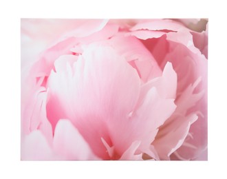 Photo of Beautiful painting of pink flower on white background. Interior decor