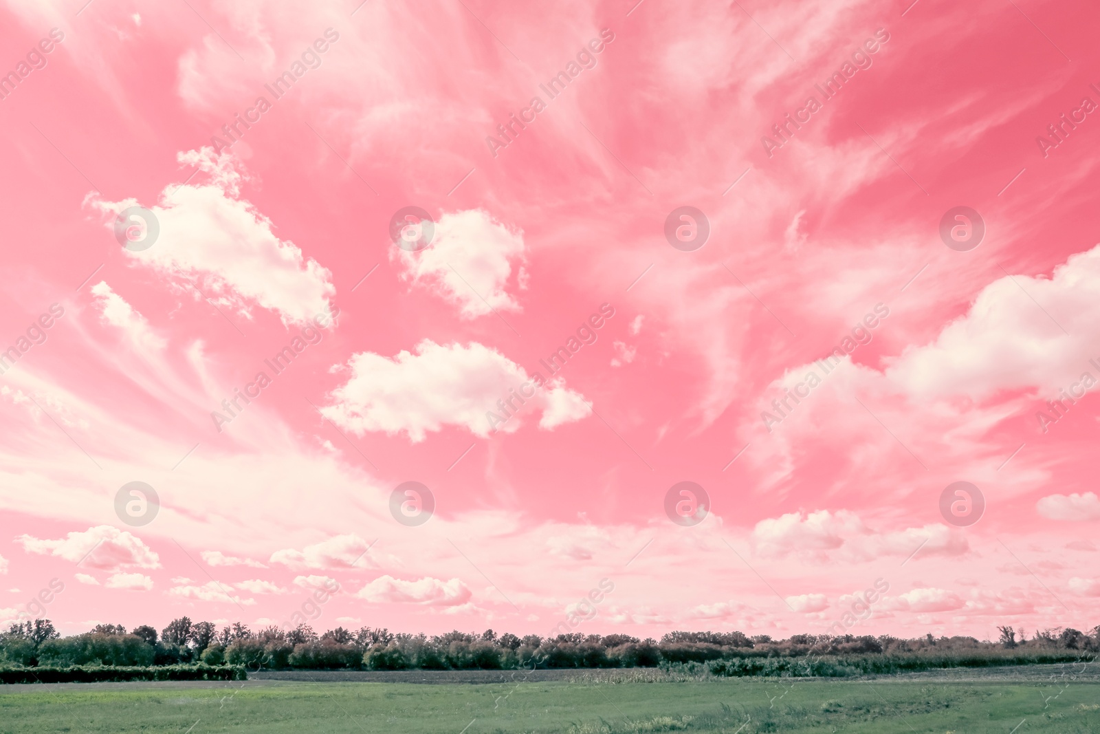 Image of Amazing coral sky with clouds over green meadow and trees