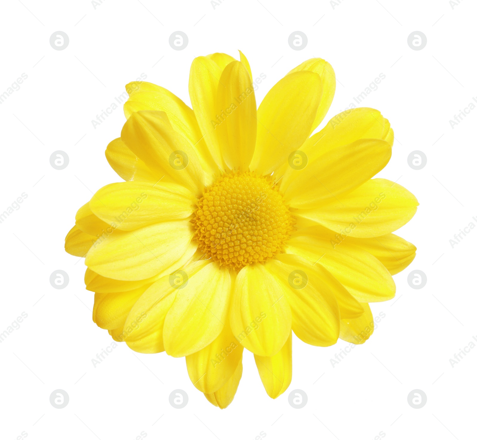 Photo of Beautiful yellow chamomile flower on white background