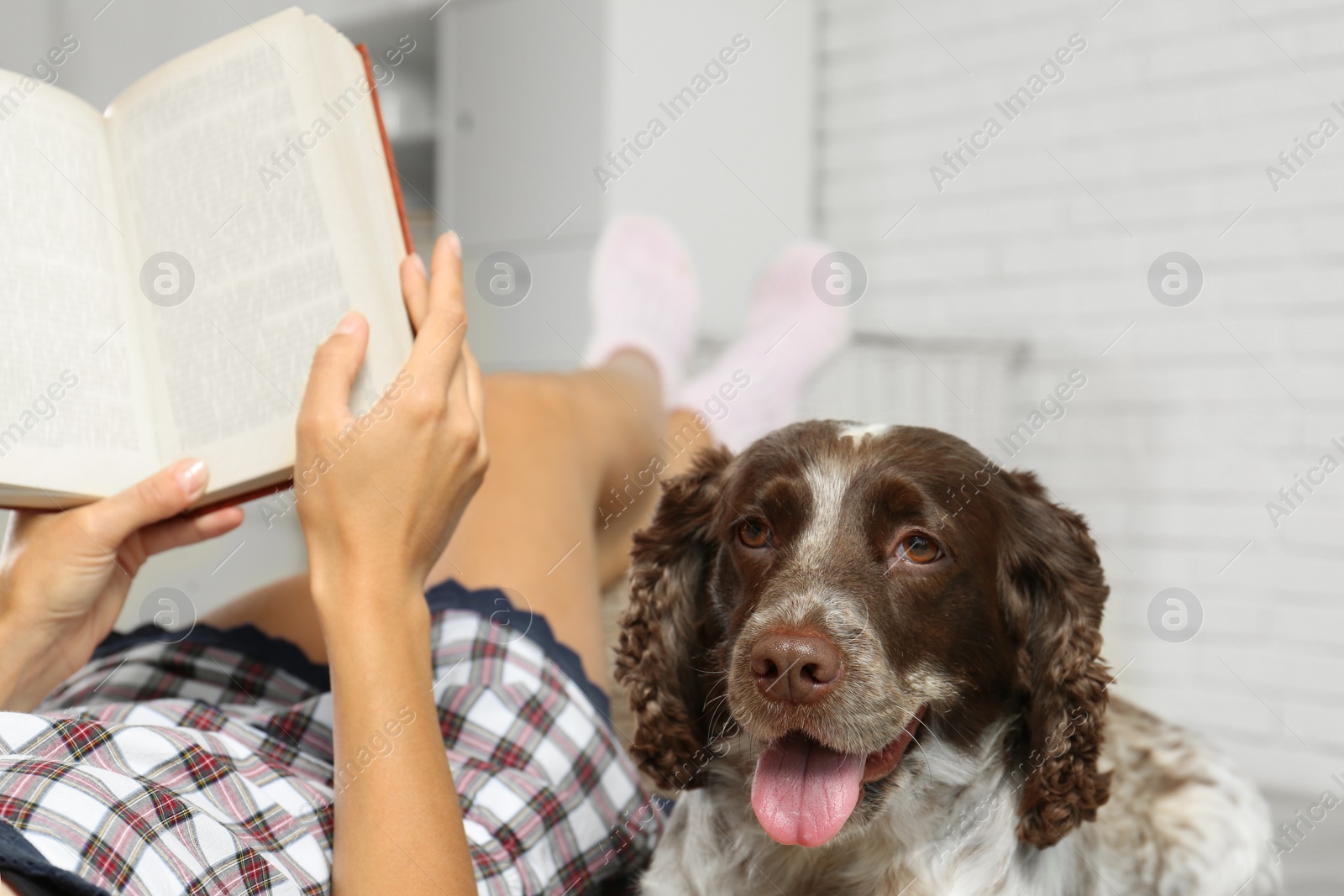 Photo of Adorable Russian Spaniel with owner indoors, closeup view