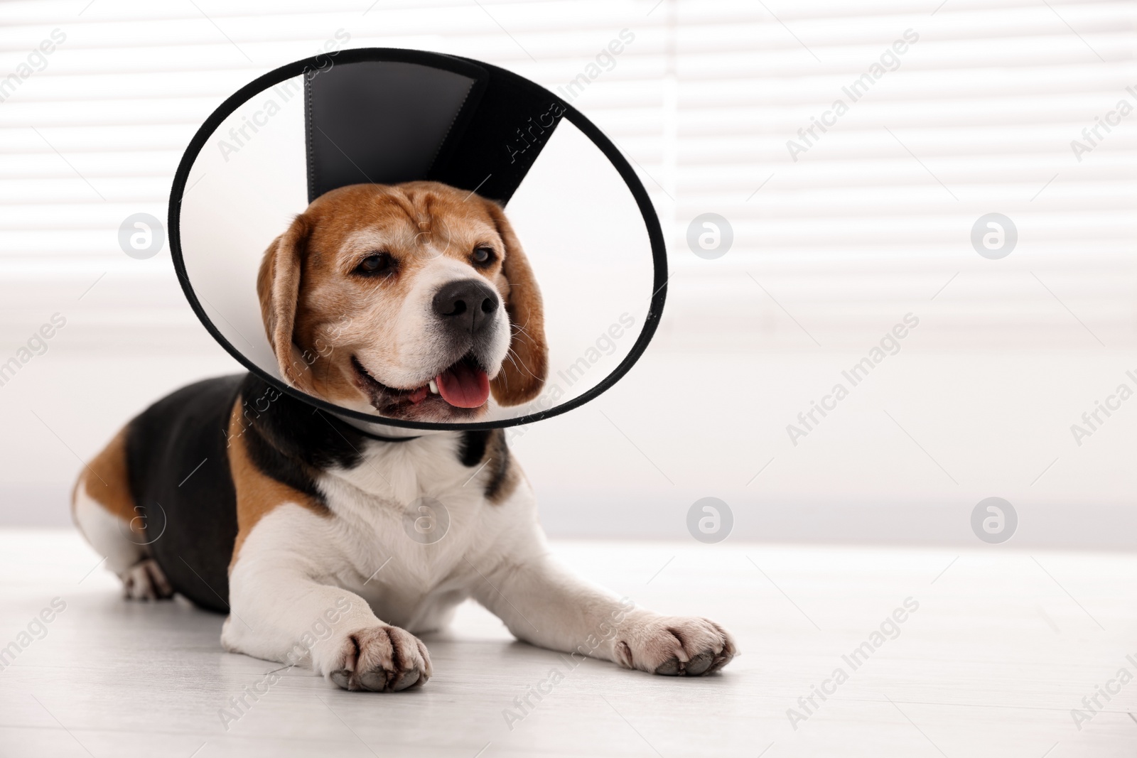 Photo of Adorable Beagle dog wearing medical plastic collar on floor indoors, space for text