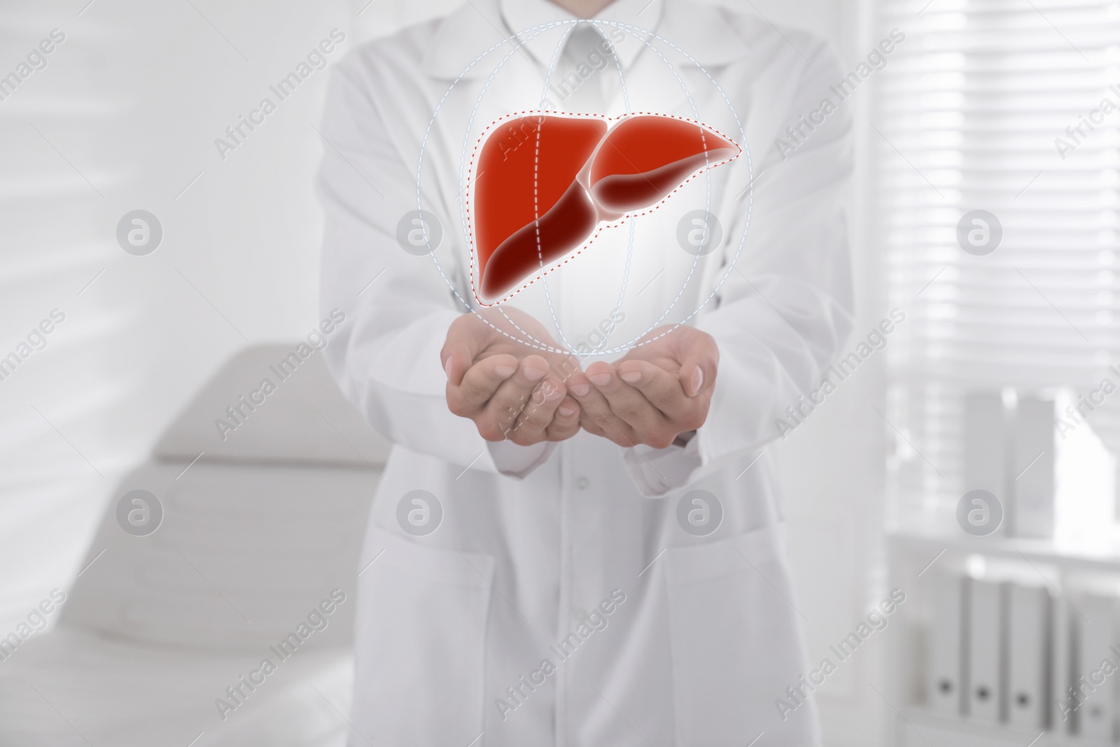 Image of Doctor and illustration of healthy liver in clinic, closeup