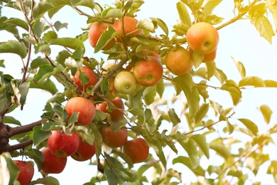 Tree branches with ripe apples outdoors on sunny day