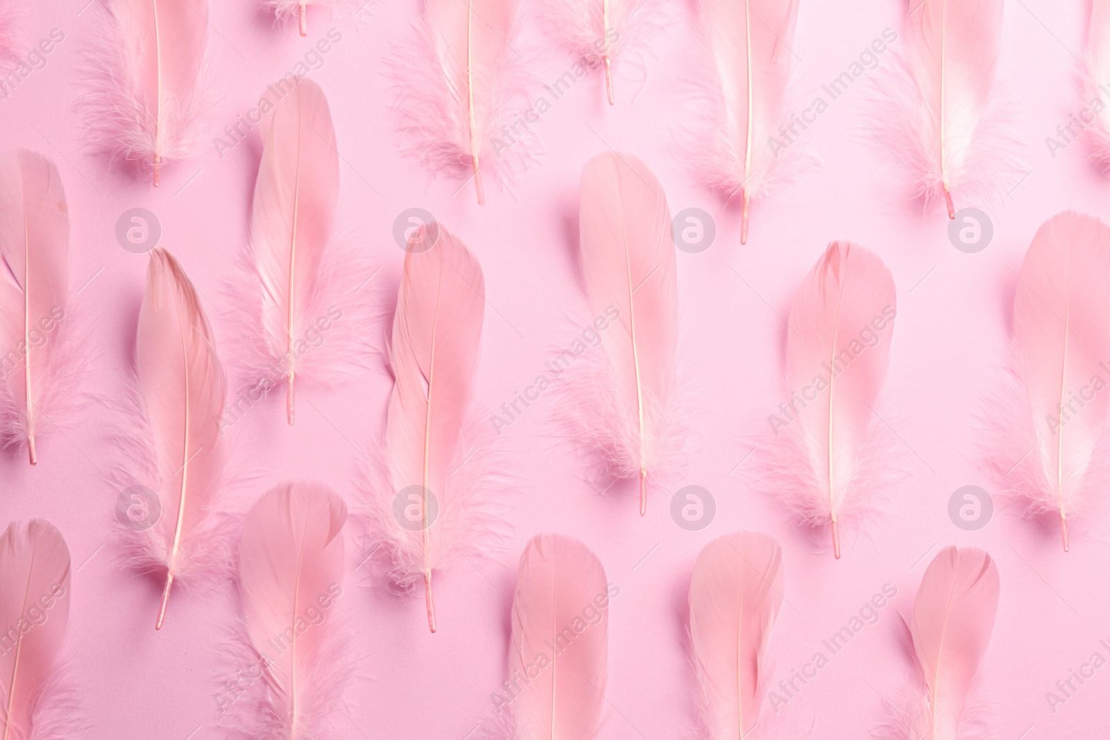 Photo of Beautiful feathers on light pink background, flat lay