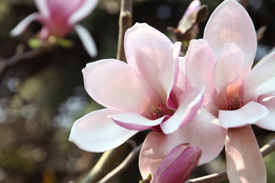 Photo of Closeup view of blossoming magnolia tree outdoors on spring day