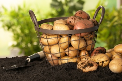 Photo of Fresh organic potatoes and shovel on soil