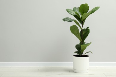 Photo of Fiddle Fig or Ficus Lyrata plant with green leaves near light grey wall indoors. Space for text