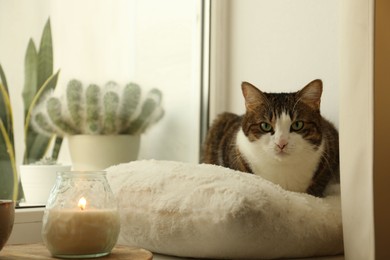 Photo of Cute cat and burning candle on window sill at home. Adorable pet