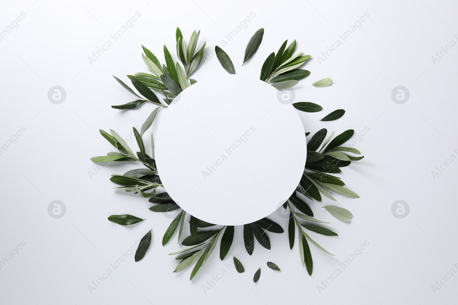 Photo of Frame made of fresh green olive leaves on white background, flat lay. Space for text