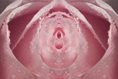 Erotic metaphor design. Rose bud with petals and water drops resembling vulva. Beautiful flower as background, closeup