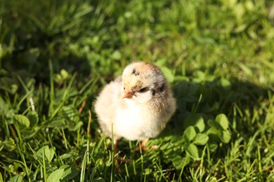 Photo of Cute chick on green grass outdoors. Baby animal