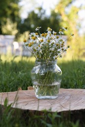 Photo of Beautiful bouquet of chamomiles in jar on stump outdoors