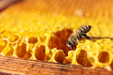 Closeup view of honeycomb frame with bee