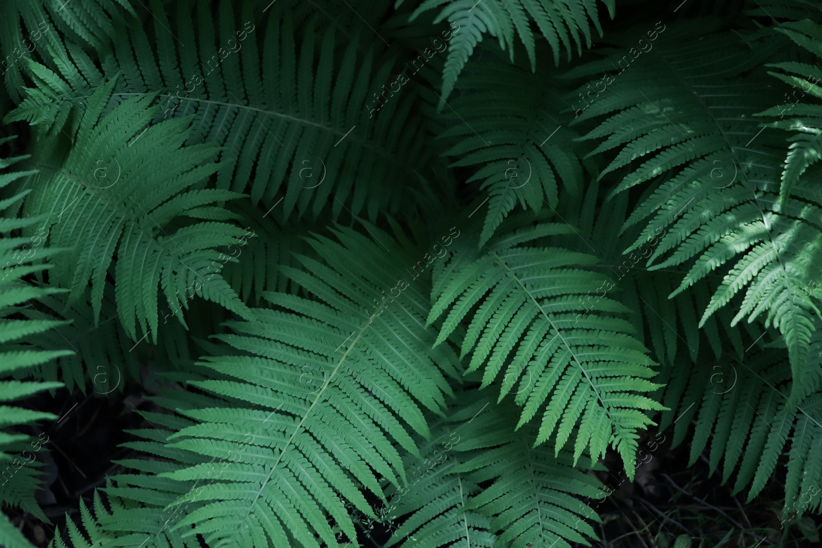 Photo of Beautiful fern with lush green leaves growing outdoors, closeup