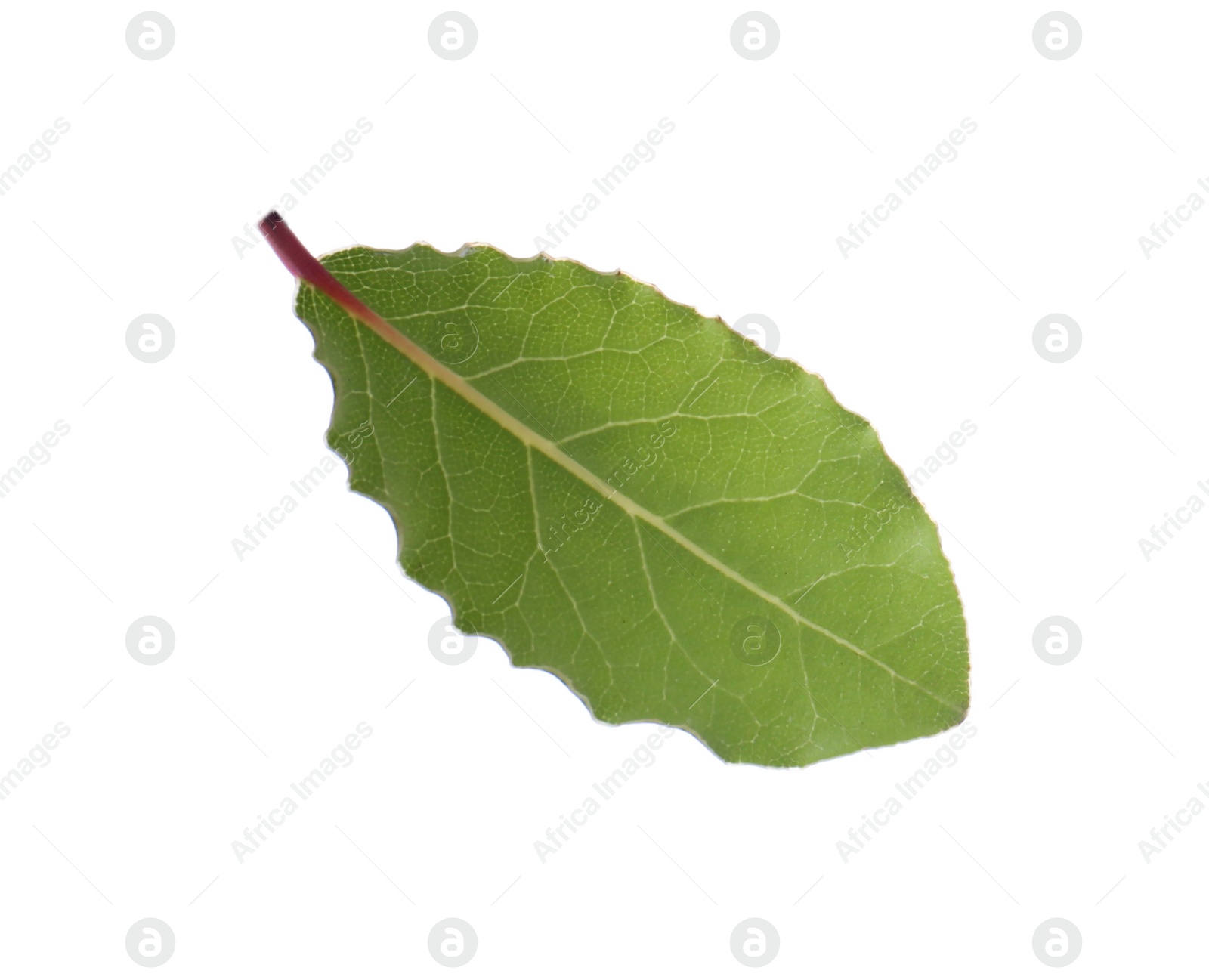 Photo of One fresh bay leaf isolated on white