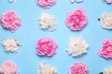Flat lay composition with beautiful peony flowers on light blue background