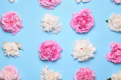 Photo of Flat lay composition with beautiful peony flowers on light blue background