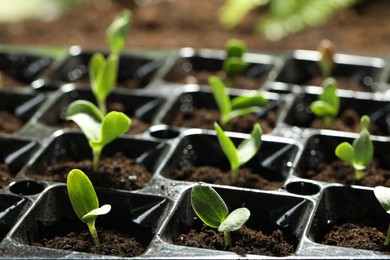 Photo of Seedling tray with young vegetable sprouts, closeup