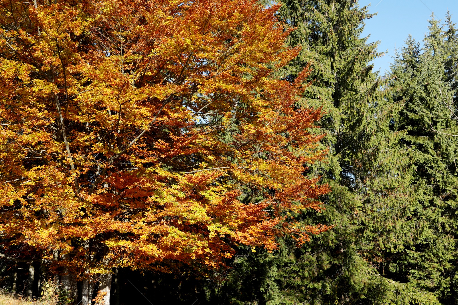 Photo of View of beautiful forest on sunny day in autumn