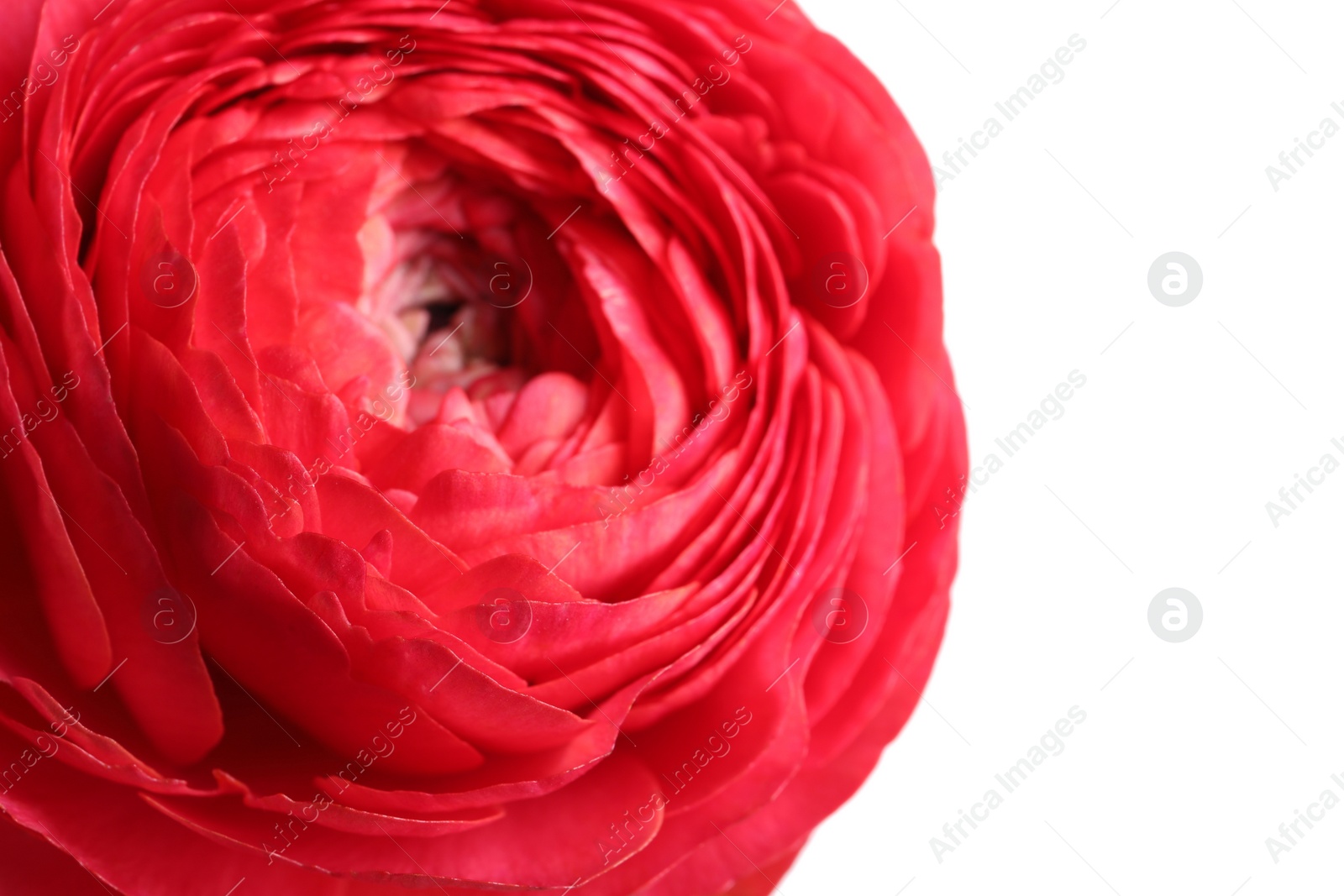 Photo of Beautiful fresh ranunculus flower on white background, closeup