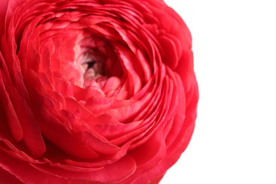 Photo of Beautiful fresh ranunculus flower on white background, closeup