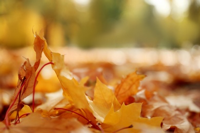 Photo of Yellow leaves on ground in park on autumn day, closeup