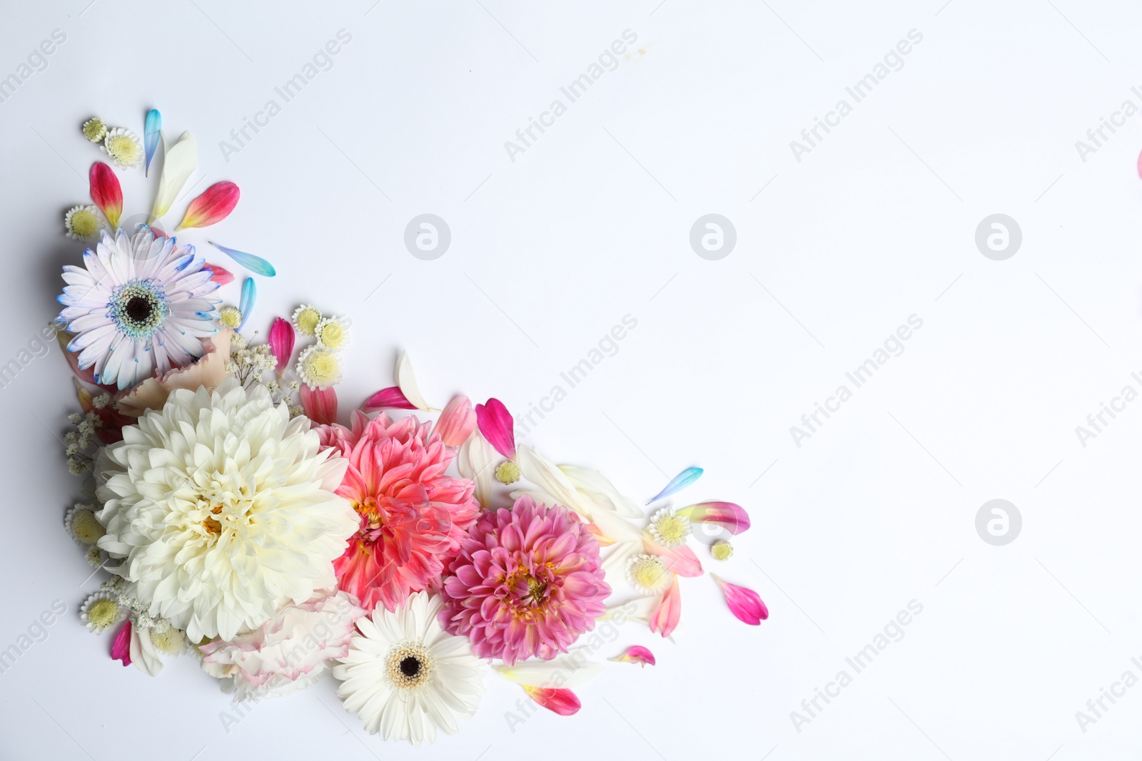 Photo of Beautiful dahlia and gerbera flowers on white background, flat lay. Space for text