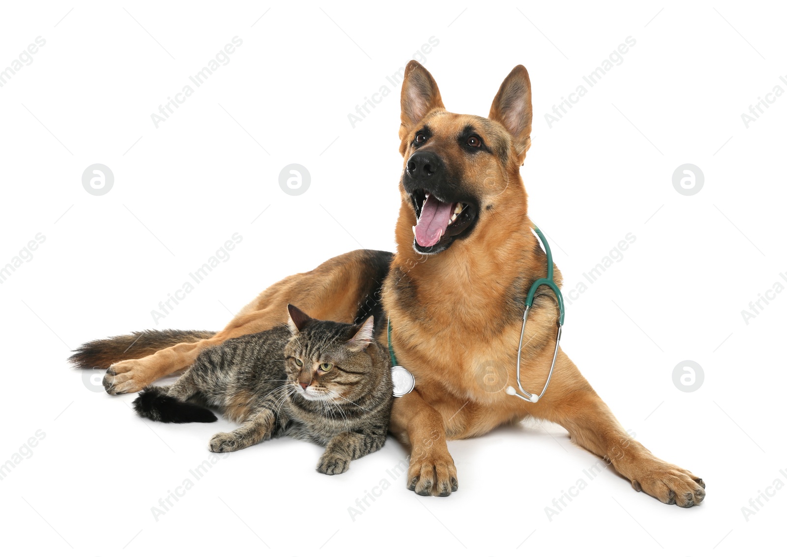 Photo of Cute dog with stethoscope as veterinarian and cat on white background