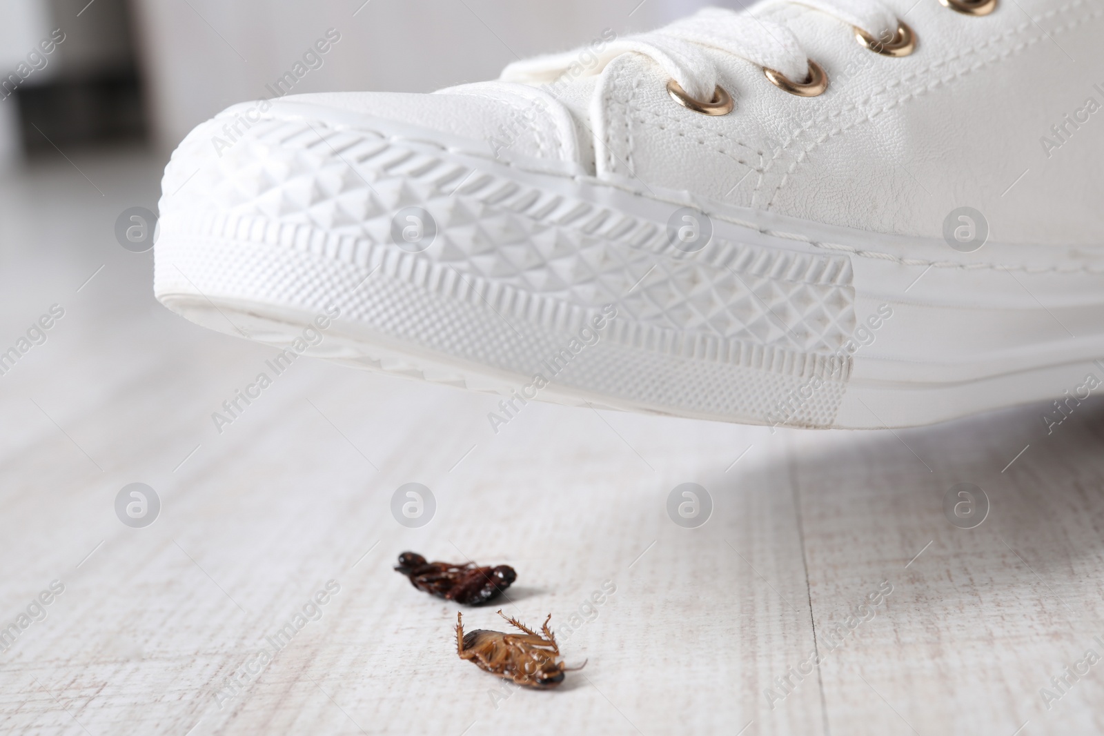 Photo of Woman crushing cockroaches with feet, closeup. Pest control