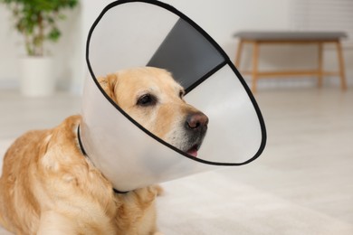 Photo of Sad Labrador Retriever with protective cone collar in room. Space for text