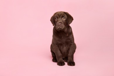 Photo of Cute chocolate Labrador Retriever puppy on pink background