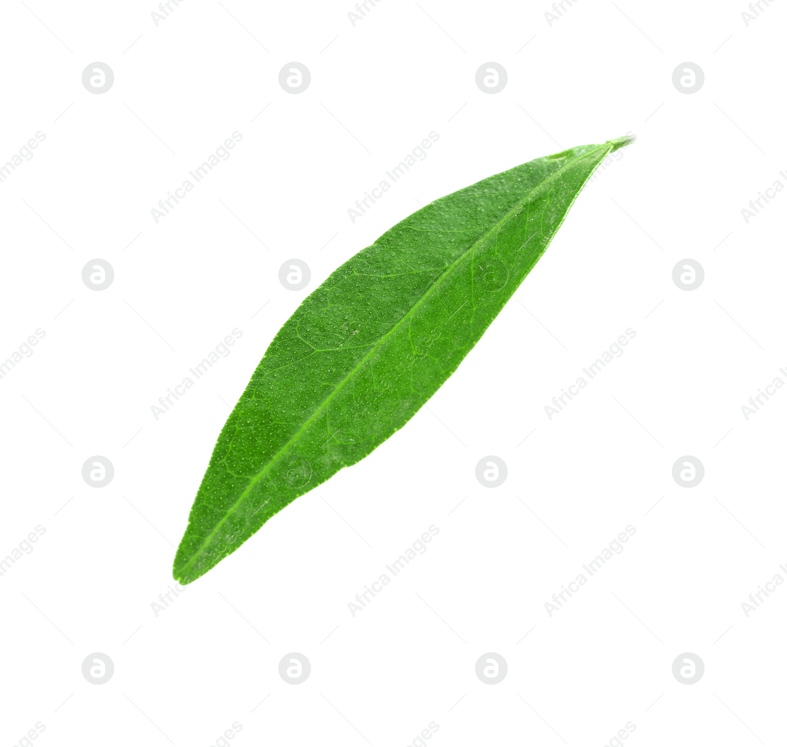 Photo of Fresh green tangerine leaf on white background