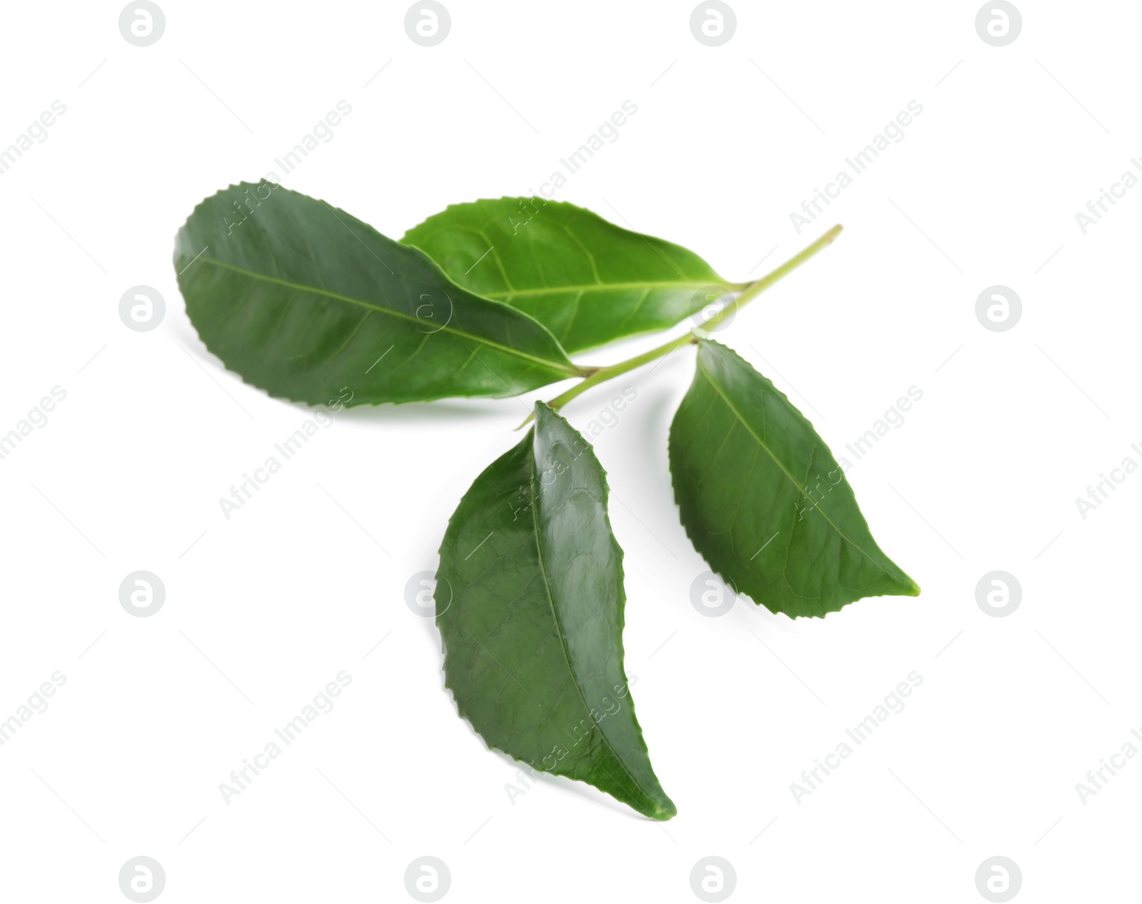 Photo of Green leaves of tea plant isolated on white