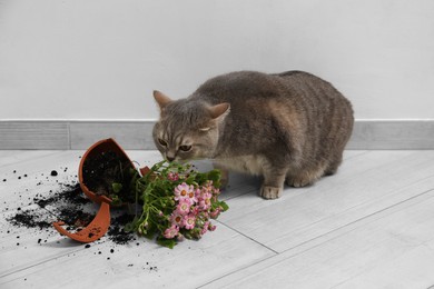 Photo of Cute cat and broken flower pot with cineraria plant on floor indoors