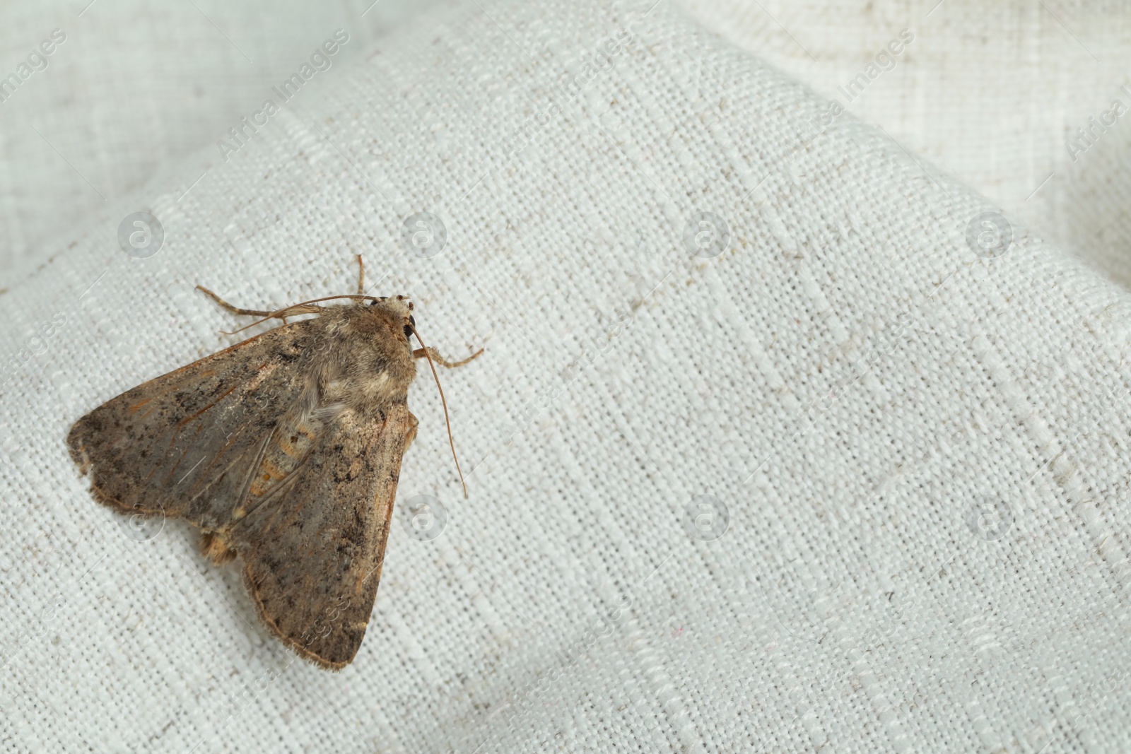 Photo of Paradrina clavipalpis moth with pale mottled wings on white cloth, space for text