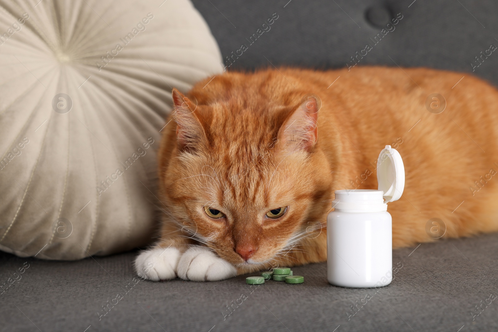 Photo of Cute ginger cat and vitamin pills on couch indoors