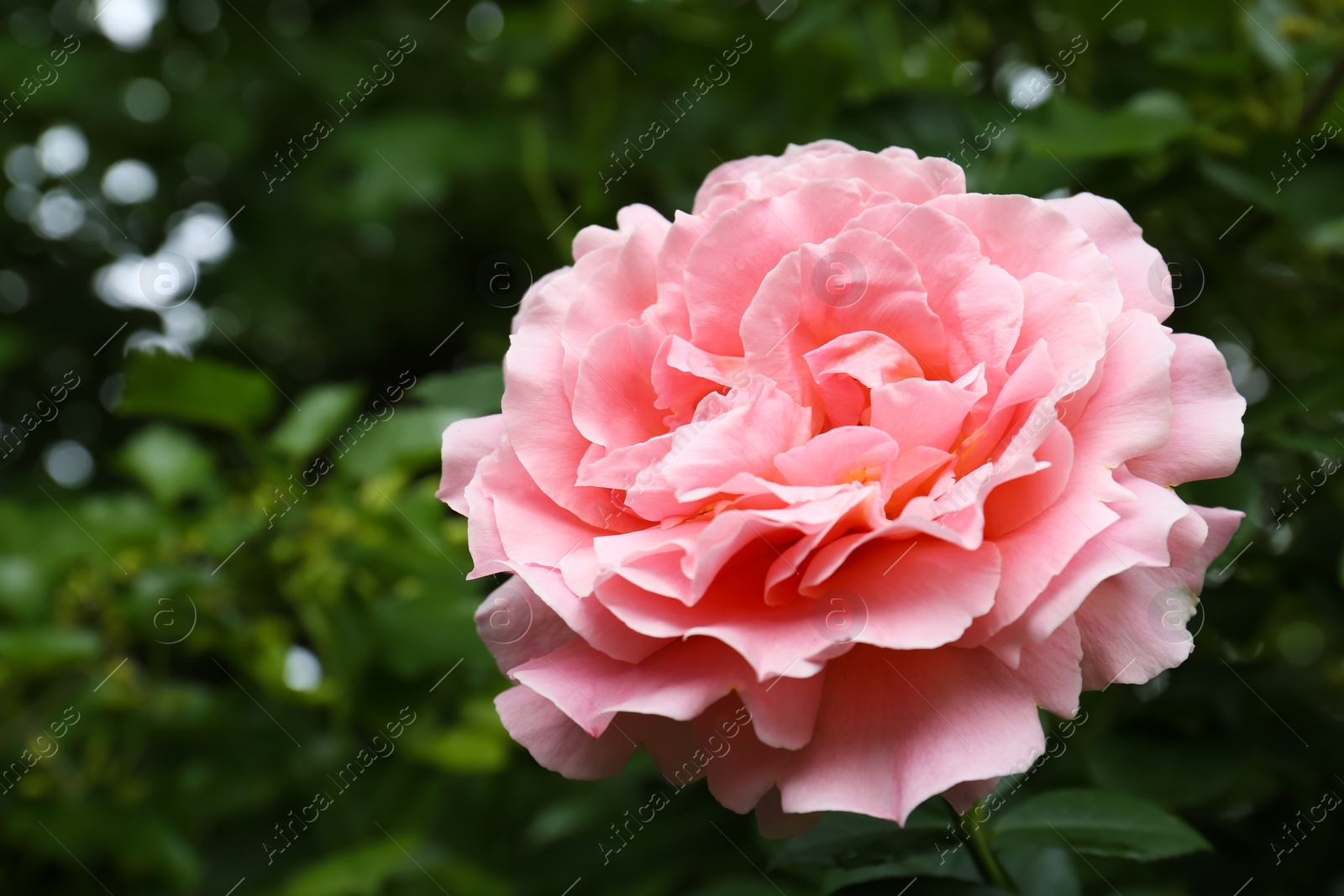 Photo of Beautiful pink rose flower in garden, closeup