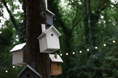 Photo of Beautiful wooden birdhouses hanging on tree trunk in forest, space for text