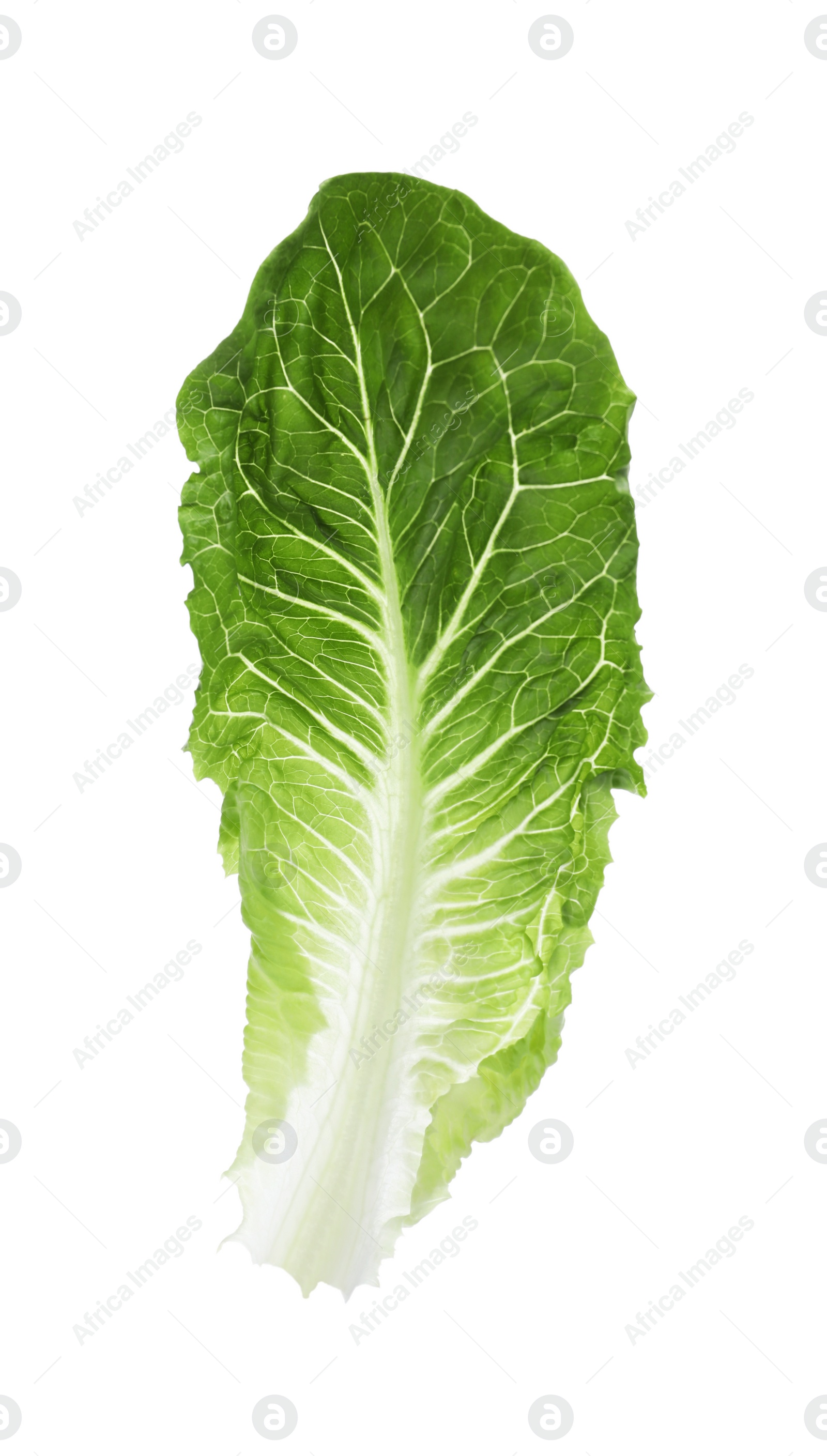 Photo of Fresh leaf of green romaine lettuce isolated on white