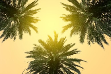 Image of Beautiful palm trees with green leaves on sunny day, low angle view. Color toned