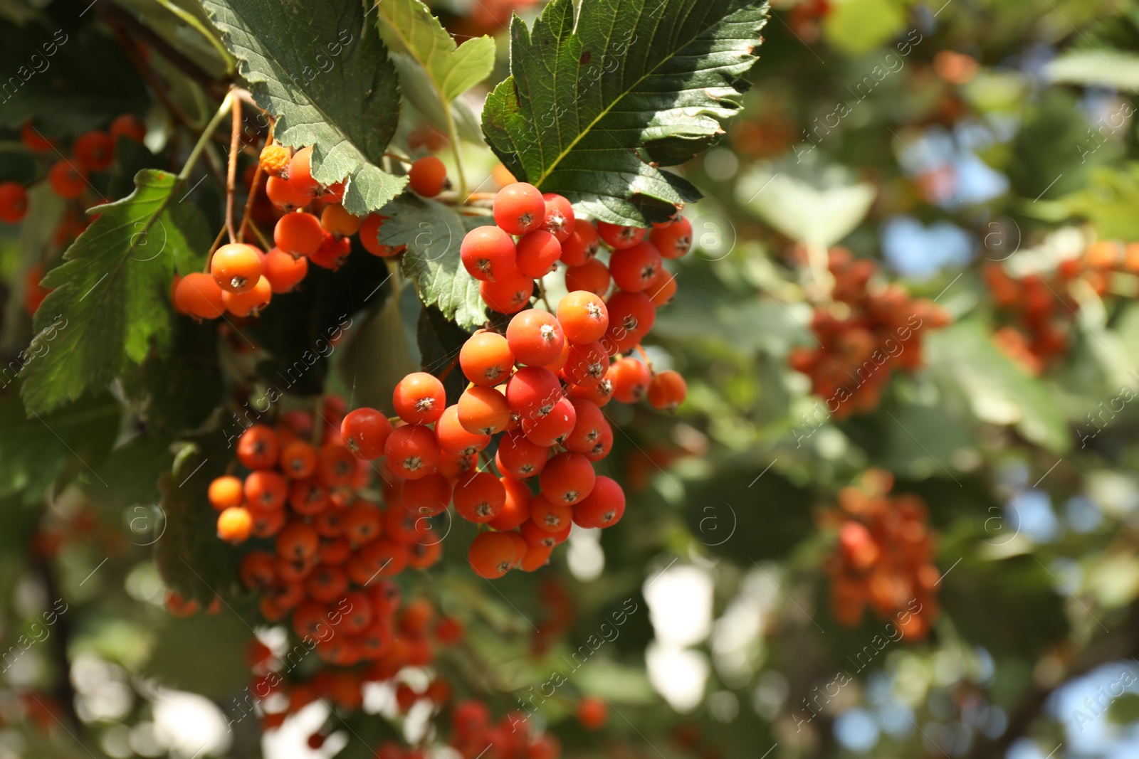 Photo of Rowan tree with many orange berries growing outdoors, closeup. Space for text