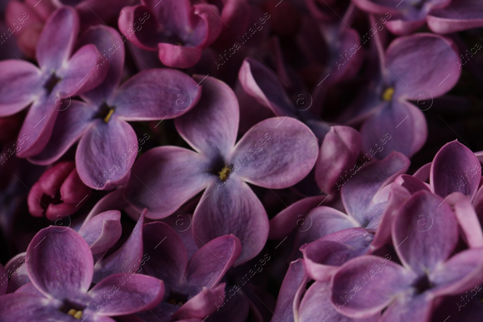 Photo of Closeup view of beautiful blossoming lilac as background