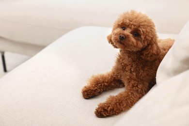 Photo of Cute Maltipoo dog resting on comfortable sofa, space for text. Lovely pet