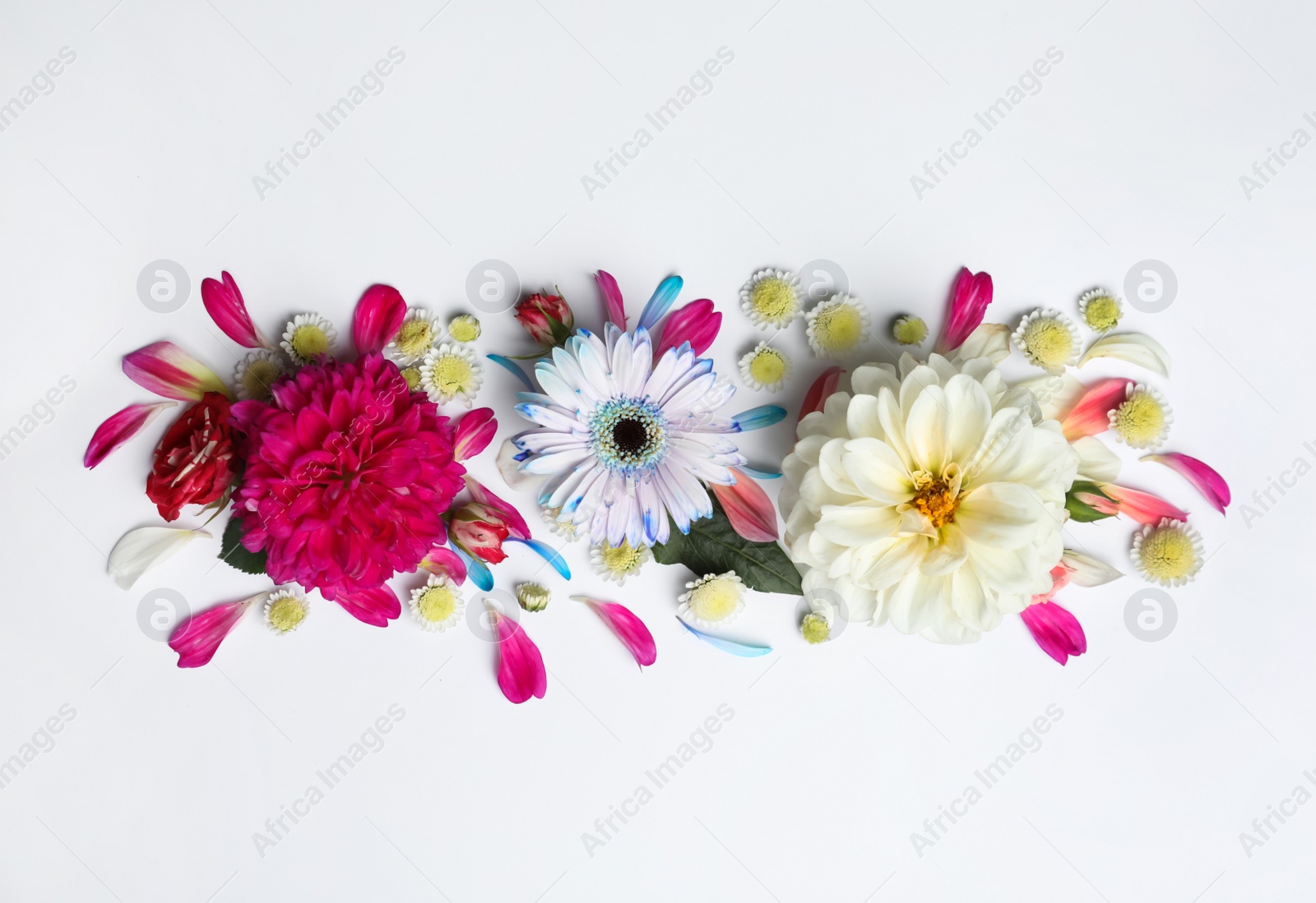 Photo of Flat lay composition with beautiful dahlia flowers on white background