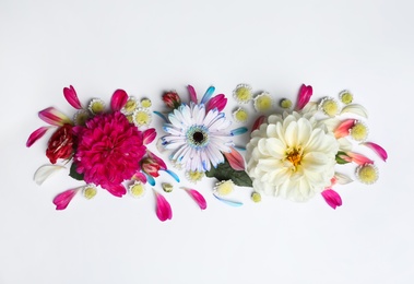 Flat lay composition with beautiful dahlia flowers on white background