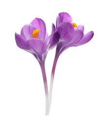 Photo of Beautiful purple crocus flowers on white background