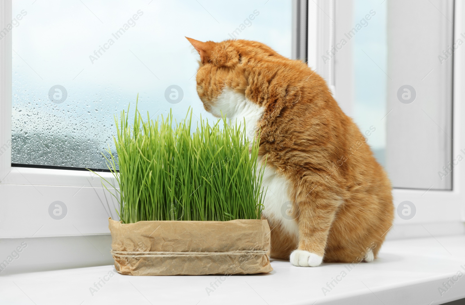 Photo of Cute ginger cat near green grass on windowsill indoors