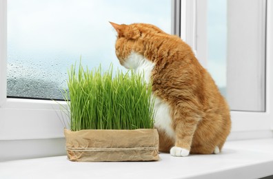 Photo of Cute ginger cat near green grass on windowsill indoors