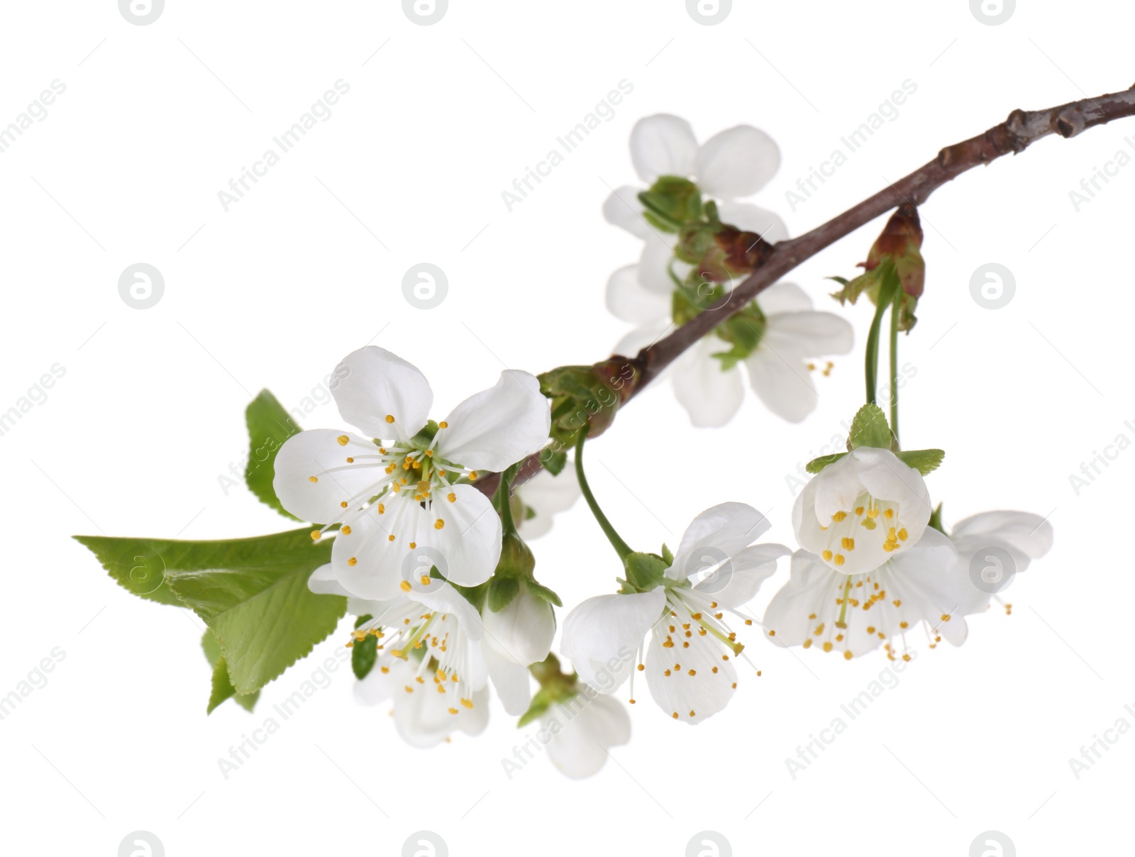 Photo of Spring branch with beautiful blossoms and leaves isolated on white