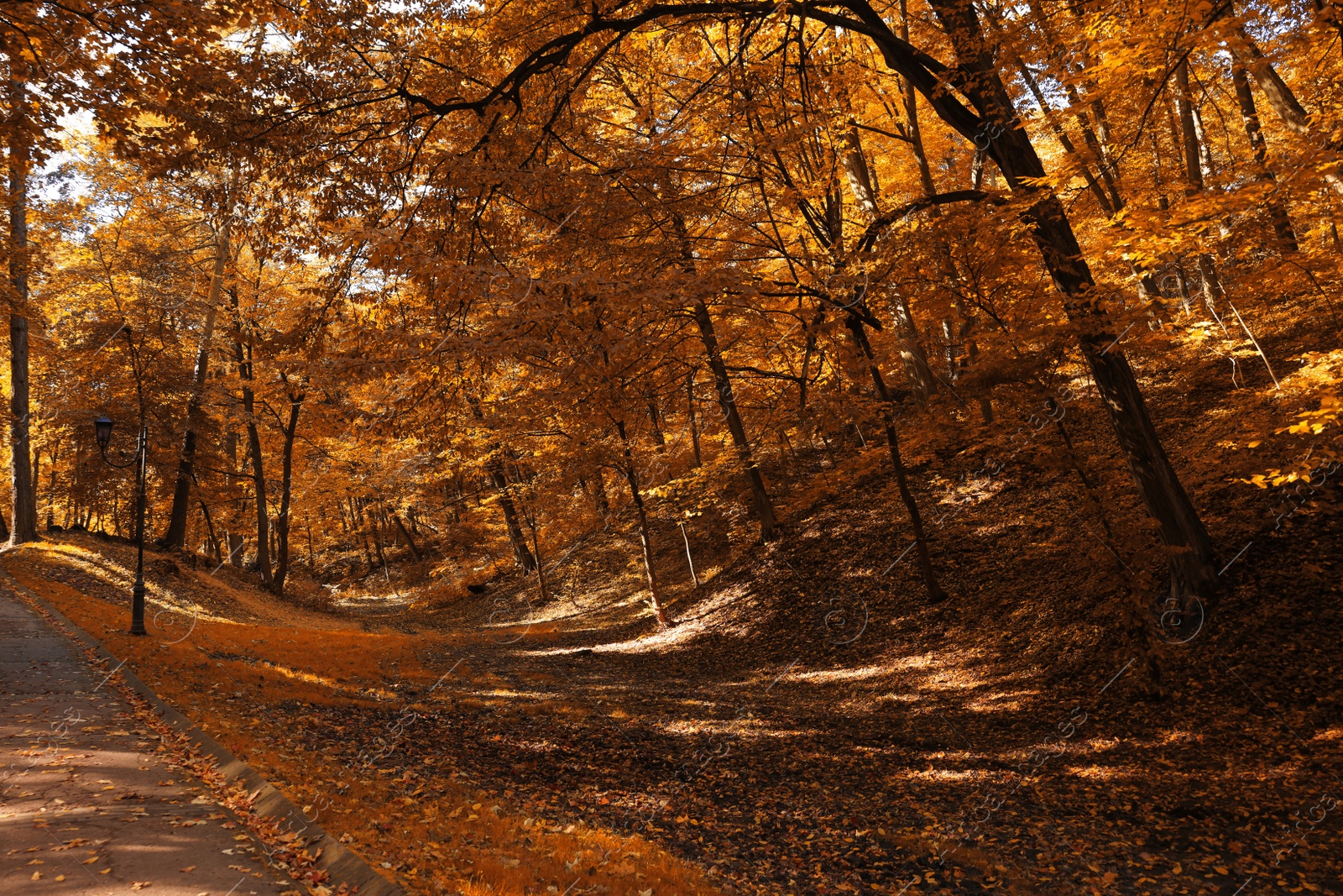 Photo of Pathway, fallen leaves and trees in beautiful park on autumn day